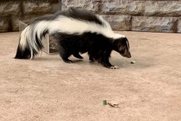 skunk black and white striped forest animal walkin Z74FEWU scaled e1632919534301