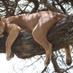 sleeping lion U2NNWCQ