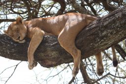 sleeping lion U2NNWCQ scaled e1631908464917