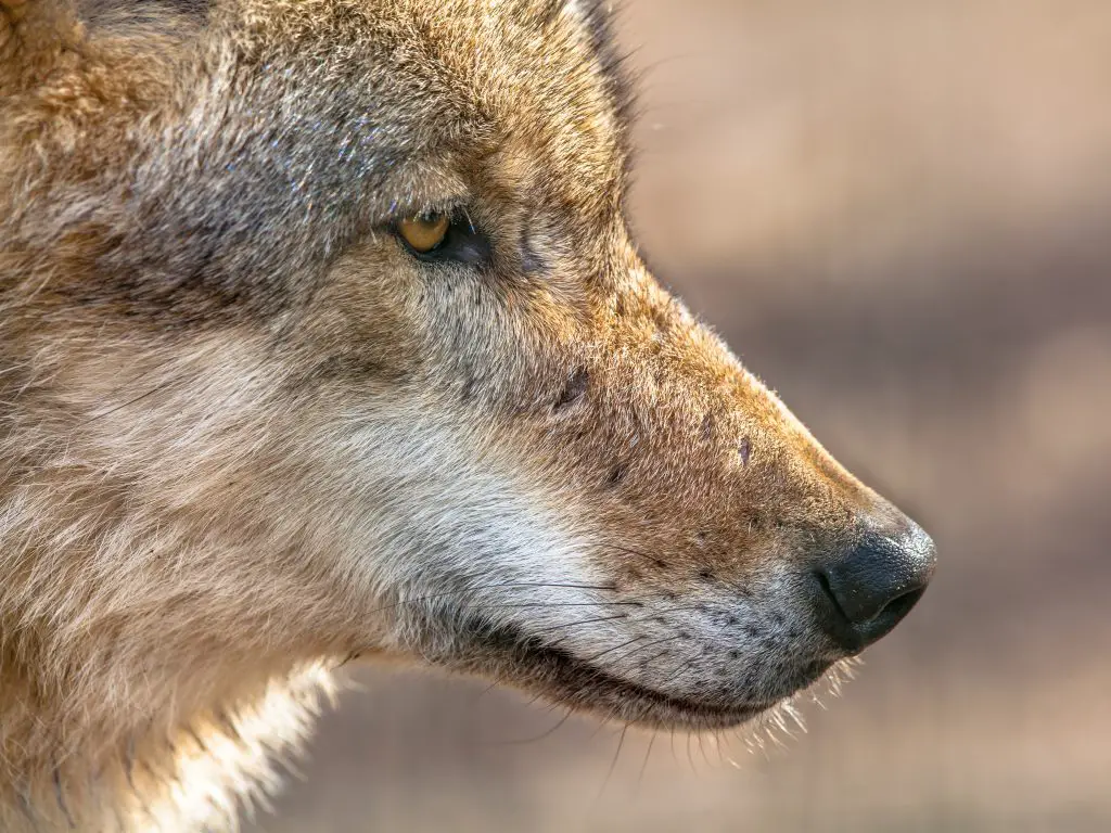 Are Wolves Colorblind? ???? (Answered) 2 snout portrait of a grey wolf PHWV2LK
