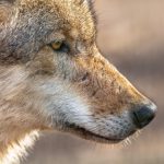 snout portrait of a grey wolf PHWV2LK scaled e1656845434472