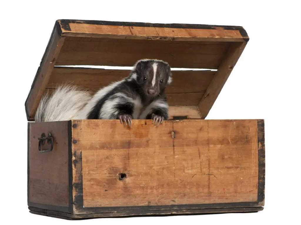 Do Skunks Hibernate, Migrate Or Adapt? ???? 2 striped skunk mephitis mephitis 5 years old coming PZ6DKT2