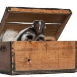 striped skunk mephitis mephitis 5 years old coming PZ6DKT2