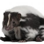 striped skunk mephitis mephitis 5 years old lying PMAYLBK