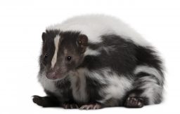 striped skunk mephitis mephitis 5 years old lying PMAYLBK scaled e1632919362297