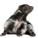 striped skunk mephitis mephitis 5 years old lying PMTT3D7