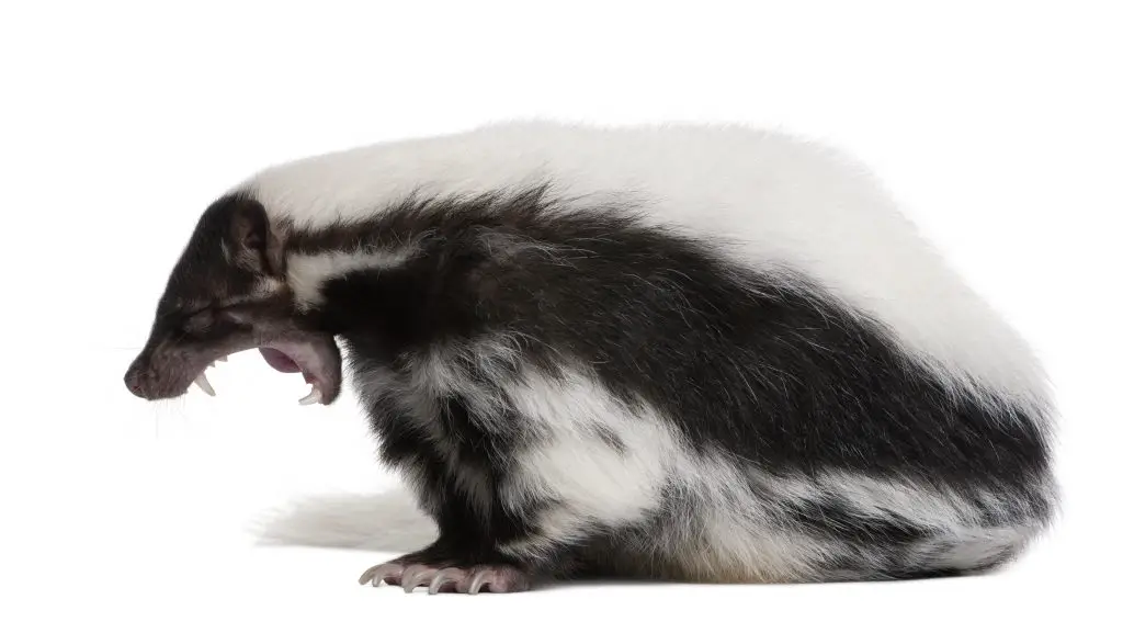 striped skunk mephitis mephitis 5 years old sittin PMMRXWU