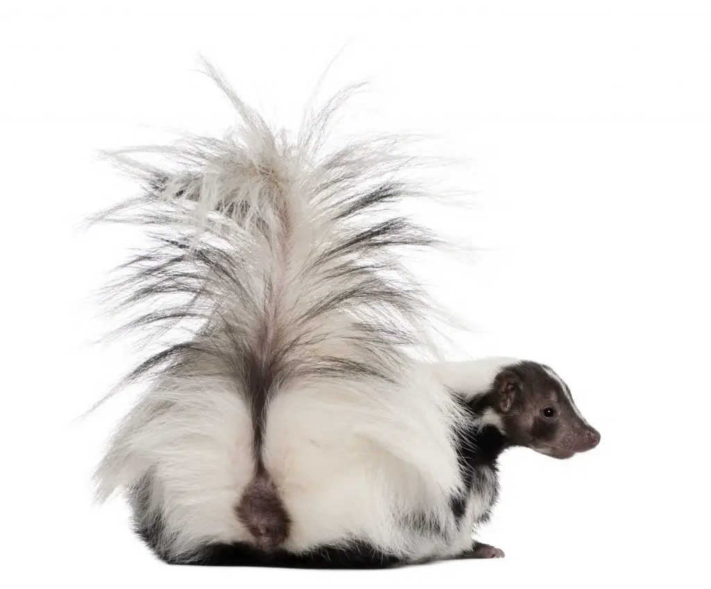 striped skunk mephitis mephitis 5 years old sittin PWG7C57