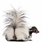 striped skunk mephitis mephitis 5 years old sittin PWG7C57