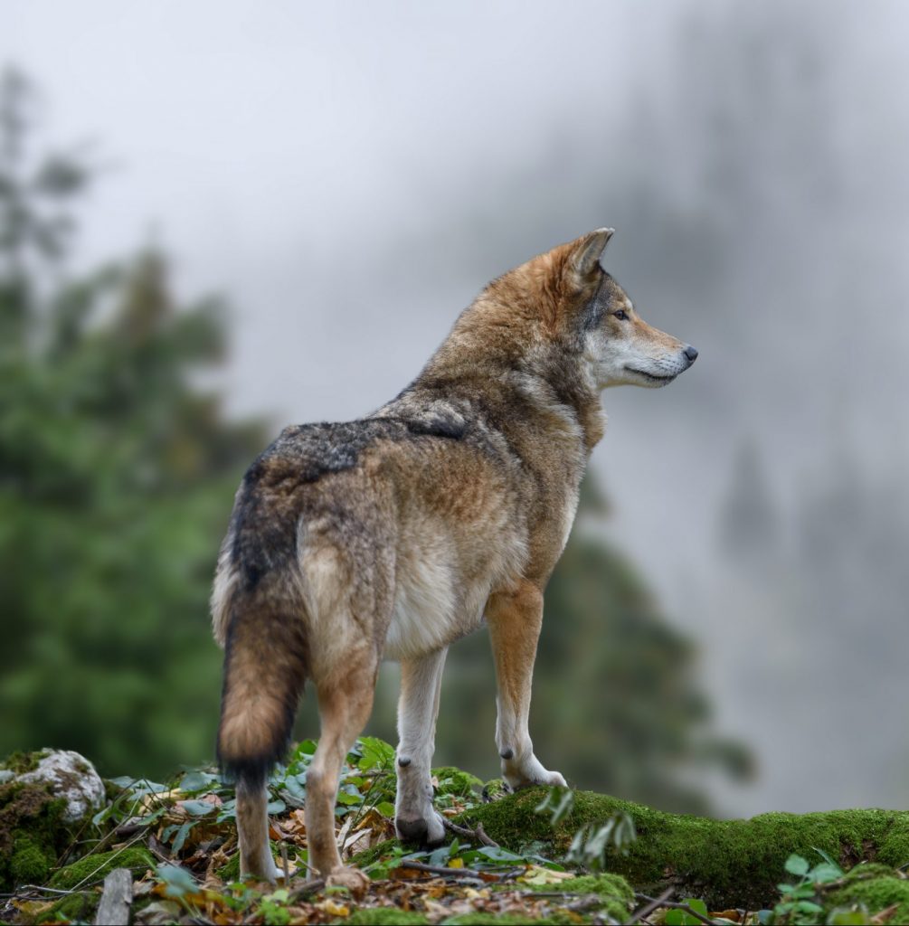 Is It Legal To Hunt Wolves In The US? ???? (Answered) 2 Timber wolf hunting in mountain. Animal in the nature habitat