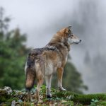 Timber wolf hunting in mountain. Animal in the nature habitat