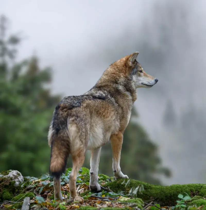Timber wolf hunting in mountain. Animal in the nature habitat