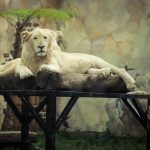 white lion 9SDKLSP