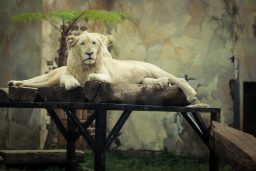 white lion 9SDKLSP scaled e1631911110950