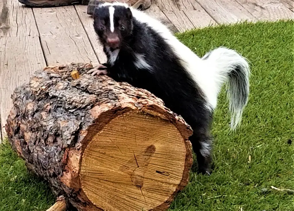 Do Skunks Climb Trees? ???? 2 wild animals skunk 9TY2E7K