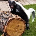 wild animals skunk 9TY2E7K