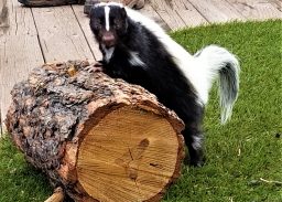 wild animals skunk 9TY2E7K scaled e1632769577483