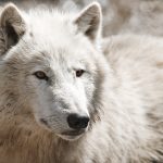 wolf PENNBLK