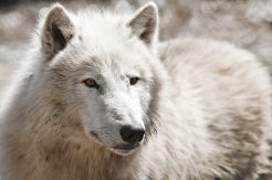 wolf PENNBLK e1642539695200