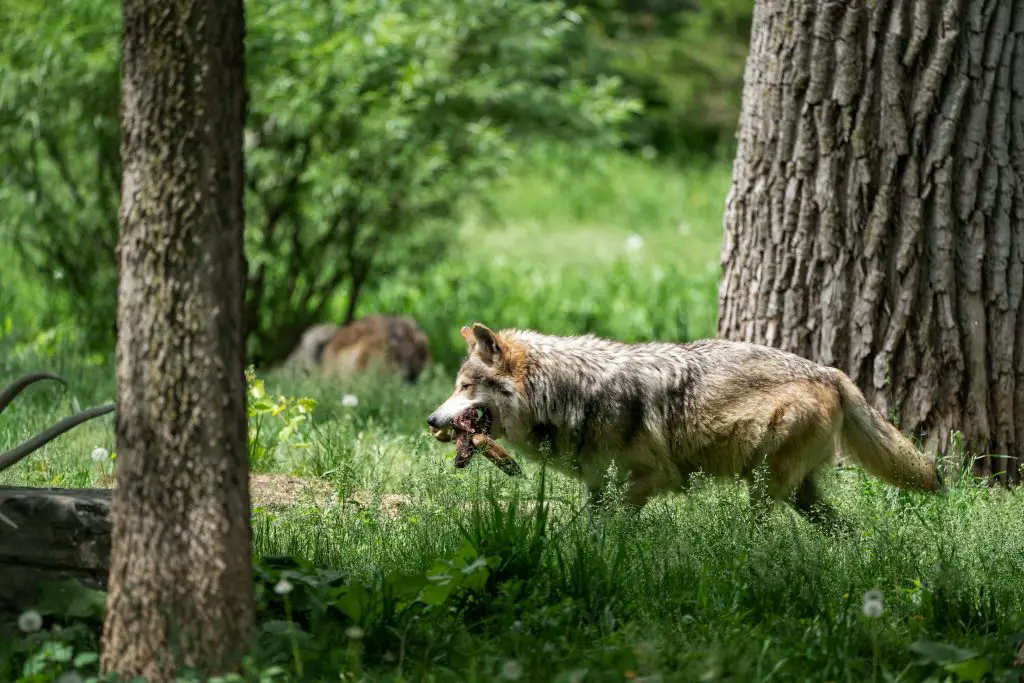 What Is The Fastest Wolf In The World? (Answered) 2 wolf gets his lunch XTXKMVN
