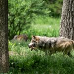 wolf gets his lunch XTXKMVN