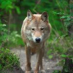 wolf hunting in the forest PNMBZA8