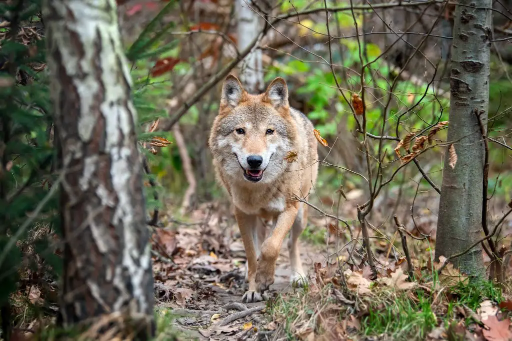 Do Wolves Attack Humans For No Reason? ???? (Answered) 2 Timber wolf in autumn forest