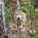 Timber wolf in autumn forest