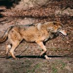 Wolf walking in the forest, full body