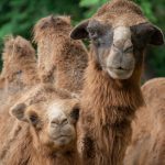 young domestic bactrian camel CVBQ8L2