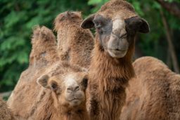 young domestic bactrian camel CVBQ8L2 scaled e1631647982662