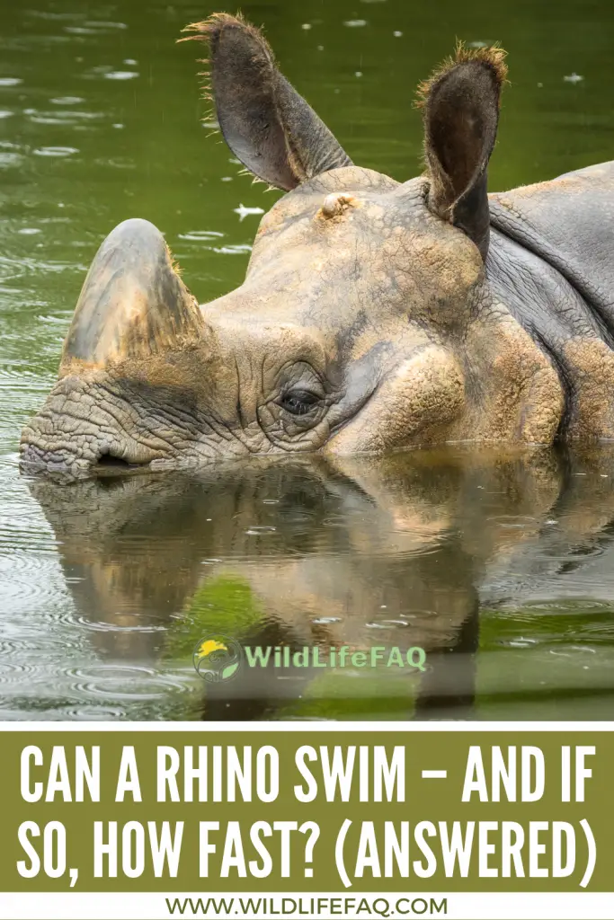 Can a Rhino Swim - And If So, How Fast? ???? (Answered) 3 13