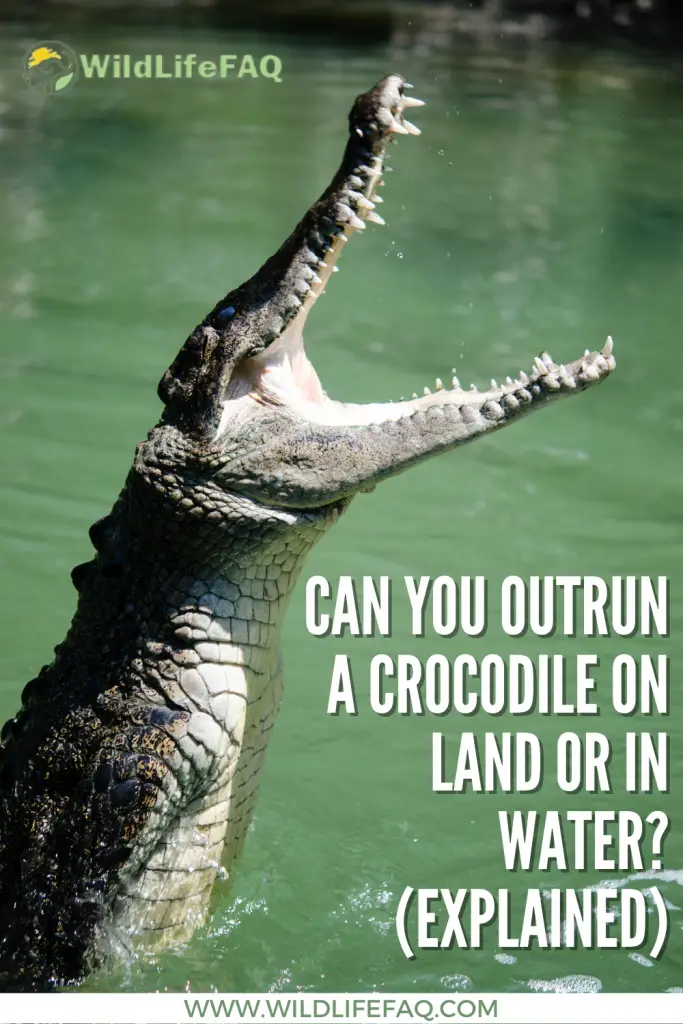 Can You Outrun A Crocodile On Land Or In Water? ???? (Explained) 3 9