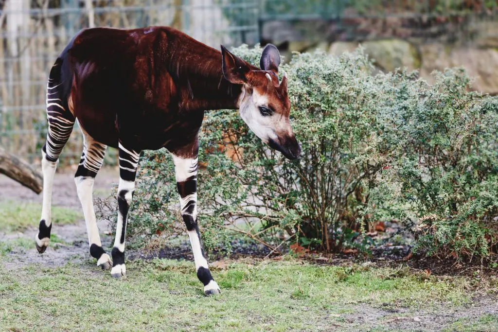 Okapi: 33 Questions (with answers) 2 animal 2021 08 30 03 46 37 utc