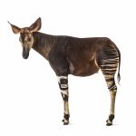okapi okapia johnstoni isolated on white 2021 09 03 13 44 54 utc