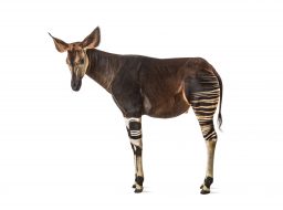 okapi okapia johnstoni isolated on white 2021 09 03 13 44 54 utc scaled e1640636784837