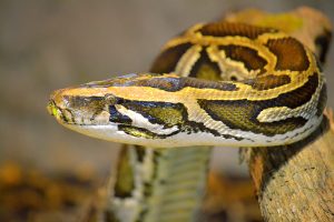 Can Ball Pythons Live With Other Reptiles? 2 Ball Python snake