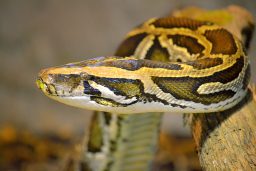Ball Python snake scaled e1646682327559