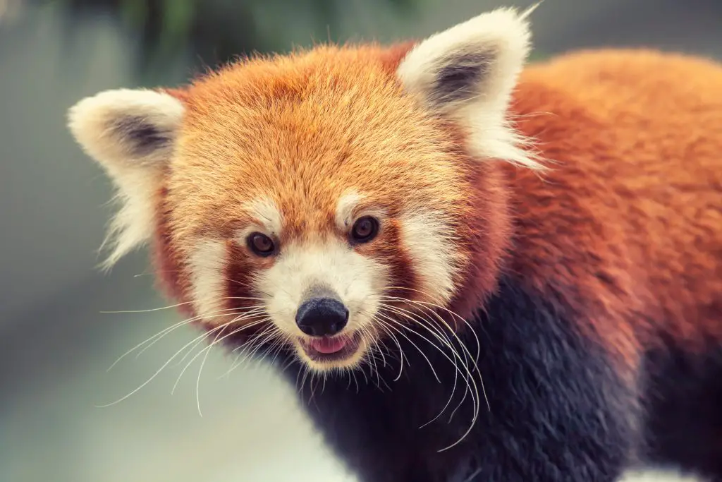 How Do Red Pandas Adapt To Its Environment? 2 Red Panda