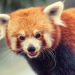 Red Panda