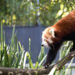 Red Panda Water