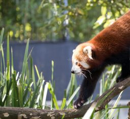 Can Red Pandas Swim? And Are They Any Good? 2 Red Panda Water scaled e1648463395415