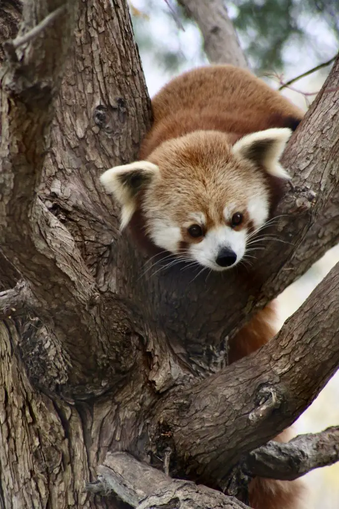 What Are The Natural Predators of Red Pandas? 2 a cute red panda climbing over a thick tree branch