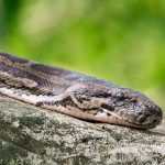 close up snake 2021 08 26 15 29 14 utc