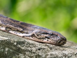 close up snake 2021 08 26 15 29 14 utc scaled e1646857993781