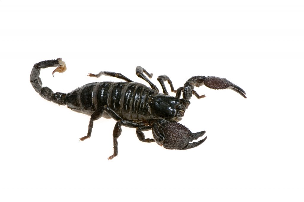 Can a Scorpion Kill a Snake? ???? 2 emperor scorpion