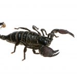 emperor scorpion