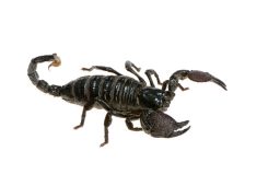 emperor scorpion scaled e1646604882362