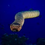 face to face with a sea snake 2021 09 01 09 24 45 utc