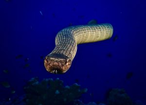 How Fast Can Snakes Swim in Water? ???? (Sea Snakes) 2 face to face with a sea snake 2021 09 01 09 24 45 utc